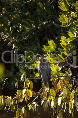 Little blue heron Egretta caerulea hides in a bush