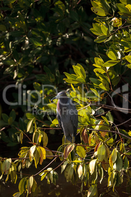 Little blue heron Egretta caerulea hides in a bush