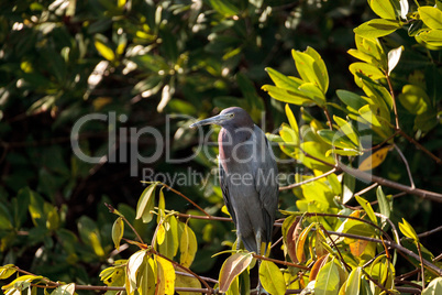 Little blue heron Egretta caerulea hides in a bush