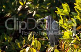 Little blue heron Egretta caerulea hides in a bush