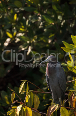 Little blue heron Egretta caerulea hides in a bush