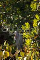 Little blue heron Egretta caerulea hides in a bush