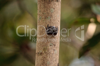 Mangrove Tree Crab Aratus pisonii line the trees