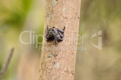 Mangrove Tree Crab Aratus pisonii line the trees