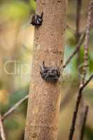Mangrove Tree Crab Aratus pisonii line the trees