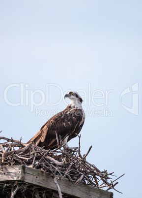 Osprey bird Pandion haliaetus perches in its nest