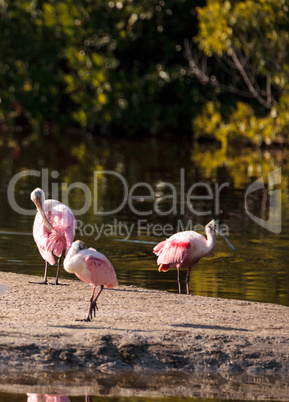 Roseate spoonbill shorebird Platalea ajaja