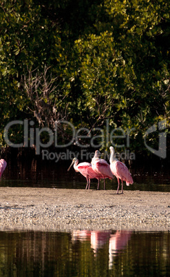 Roseate spoonbill shorebird Platalea ajaja