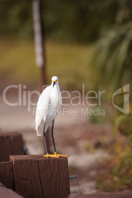 Snowy egret Egretta thula perches on a post