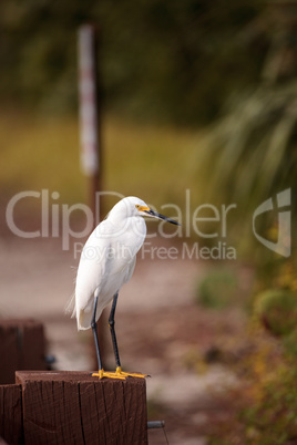 Snowy egret Egretta thula perches on a post