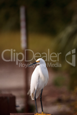 Snowy egret Egretta thula perches on a post