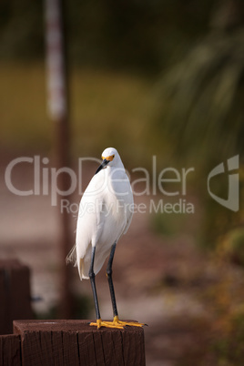 Snowy egret Egretta thula perches on a post