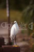 Snowy egret Egretta thula perches on a post