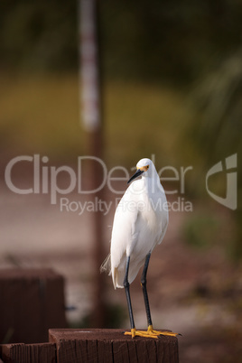 Snowy egret Egretta thula perches on a post