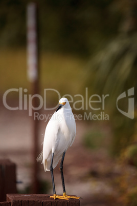 Snowy egret Egretta thula perches on a post