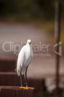 Snowy egret Egretta thula perches on a post