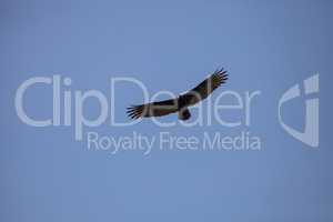 Turkey vulture Cathartes aura circles high above a marsh