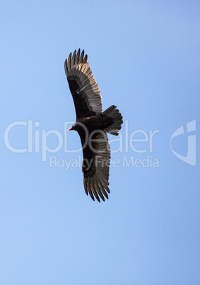 Turkey vulture Cathartes aura circles high above a marsh