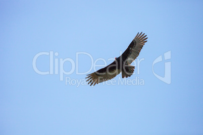 Turkey vulture Cathartes aura circles high above a marsh