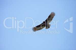 Turkey vulture Cathartes aura circles high above a marsh