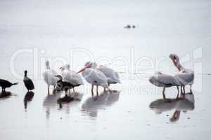 American white pelican Pelecanus erythrorhynchos