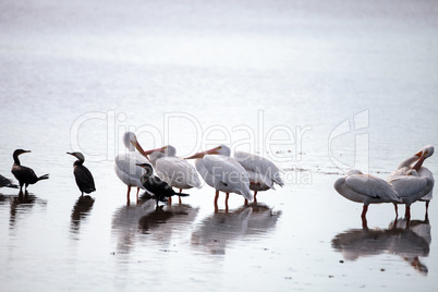 American white pelican Pelecanus erythrorhynchos