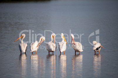 American white pelican Pelecanus erythrorhynchos