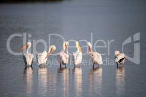 American white pelican Pelecanus erythrorhynchos