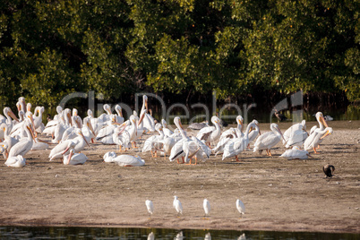 American white pelican Pelecanus erythrorhynchos