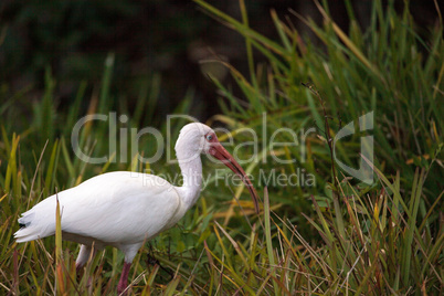 American white ibis Eudocimus albus forages for food