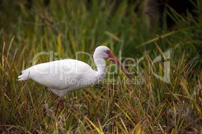 American white ibis Eudocimus albus forages for food