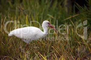 American white ibis Eudocimus albus forages for food