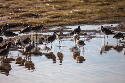 Flock of Willet shorebirds Tringa semipalmata