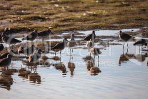 Flock of Willet shorebirds Tringa semipalmata