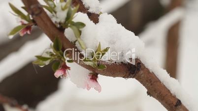Snowing in April. Snow covered the blossoming fruit trees