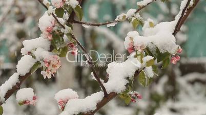 Snowing in April. Snow covered the blossoming fruit trees