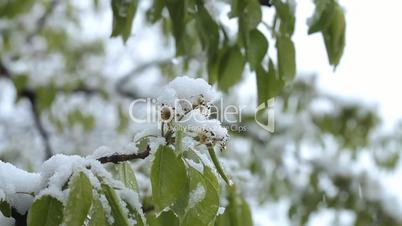 Snowing in April. Snow covered the blossoming fruit trees