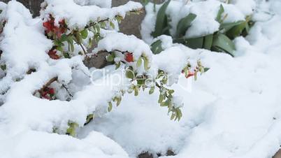 Snowing in April. Snow covered the blossoming fruit trees