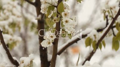 Snowing in April. Snow covered the blossoming fruit trees