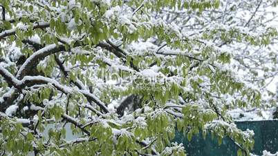 Snowing in April. Snow covered the blossoming fruit trees