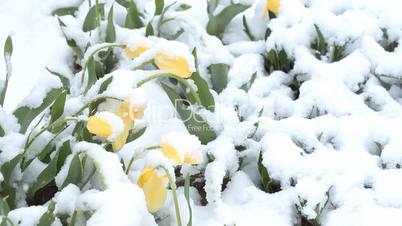 Snowing in April. Snow covered tulips
