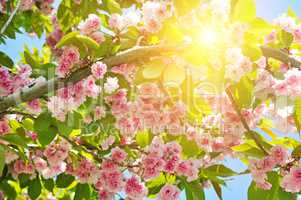 Cherry Blossom or Sakura flower on nature background