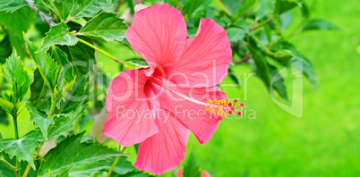 Red hibiscus flower on a green background. Wide photo.