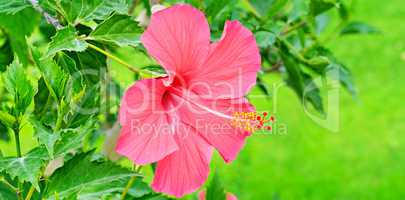Red hibiscus flower on a green background. Wide photo.