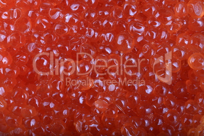 red caviar at day