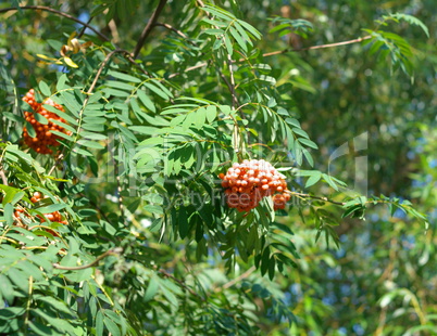 ashberry at dry sunny day