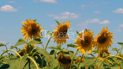 Sunflowers blooming field against summer sky