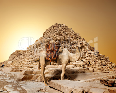 Camel in sandy desert