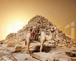 Camel in sandy desert