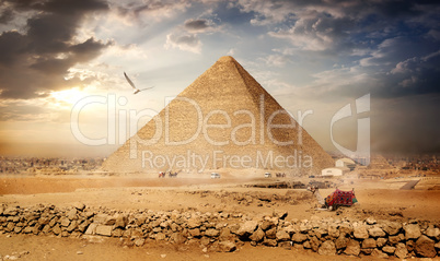 Big bird over pyramids